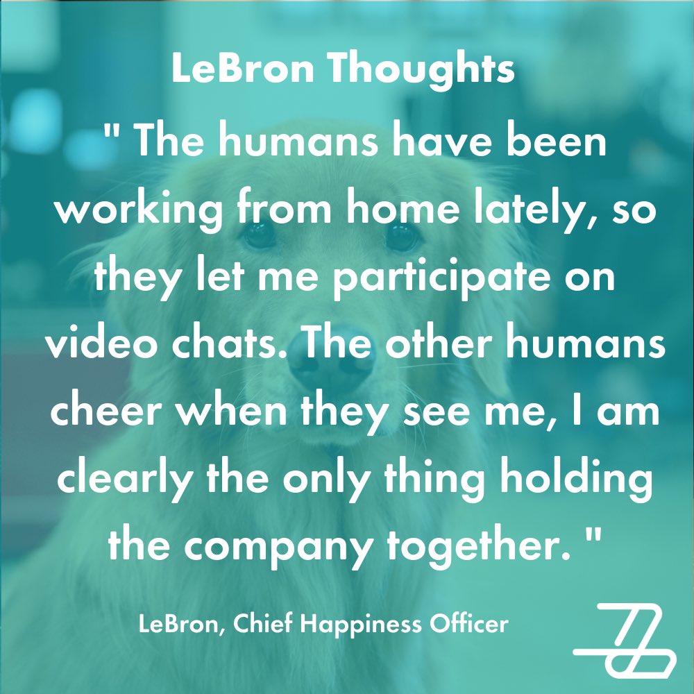 How is working remote treating you? LeBron loves to host Zoom and Netflix parties. #lebron #monday #DogsofTwittter #nobrokersjustfixers