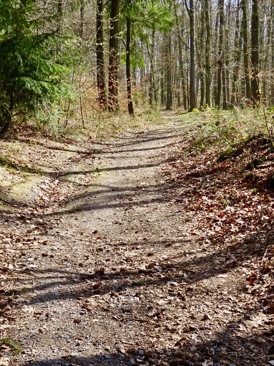 GeoGebweiler's tweet photo. Traumwetterwanderung zur #RuineSchnellerts https://t.co/iwv88dLQuq
