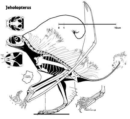 but now focuses mostly on his "large reptile tree", a chart he uses to recategorize most animal families (infamously he's written a paper and a blog post about how whales are actually three separate, unrelated genera, one of which (toothed whales) is a highly evolved hedgehog) 