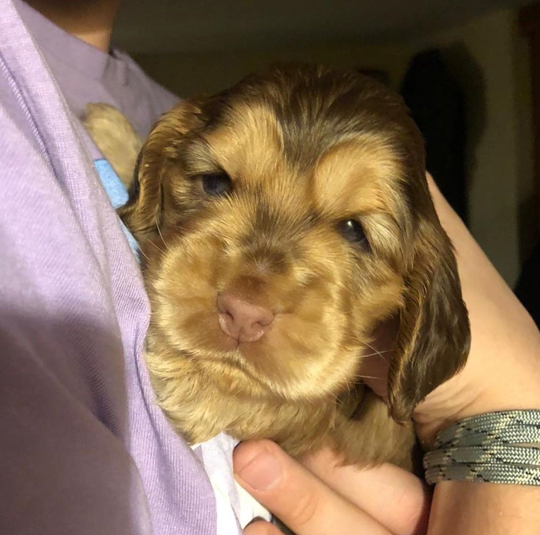 RENEGADELEVi's tweet photo. she did it. she convinced me to adopt both a cat AND a dog! can never really win with miss somi. (except perhaps this is a win?) no names yet so suggestions are welcome ^___^ https://t.co/ZXAehXyhxp