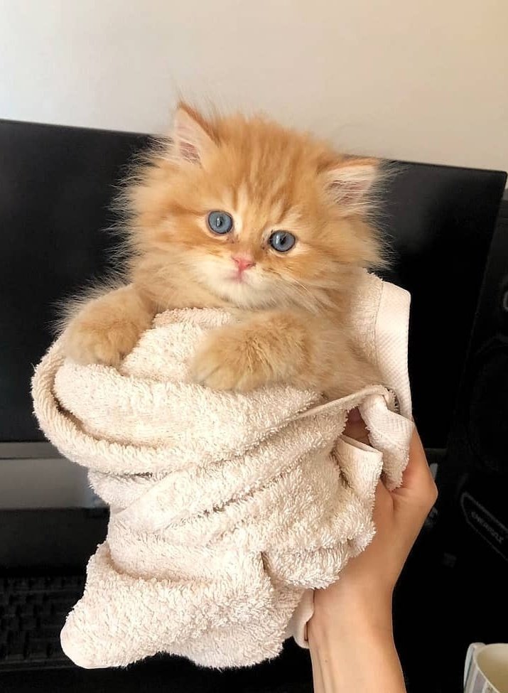 RENEGADELEVi's tweet photo. she did it. she convinced me to adopt both a cat AND a dog! can never really win with miss somi. (except perhaps this is a win?) no names yet so suggestions are welcome ^___^ https://t.co/ZXAehXyhxp