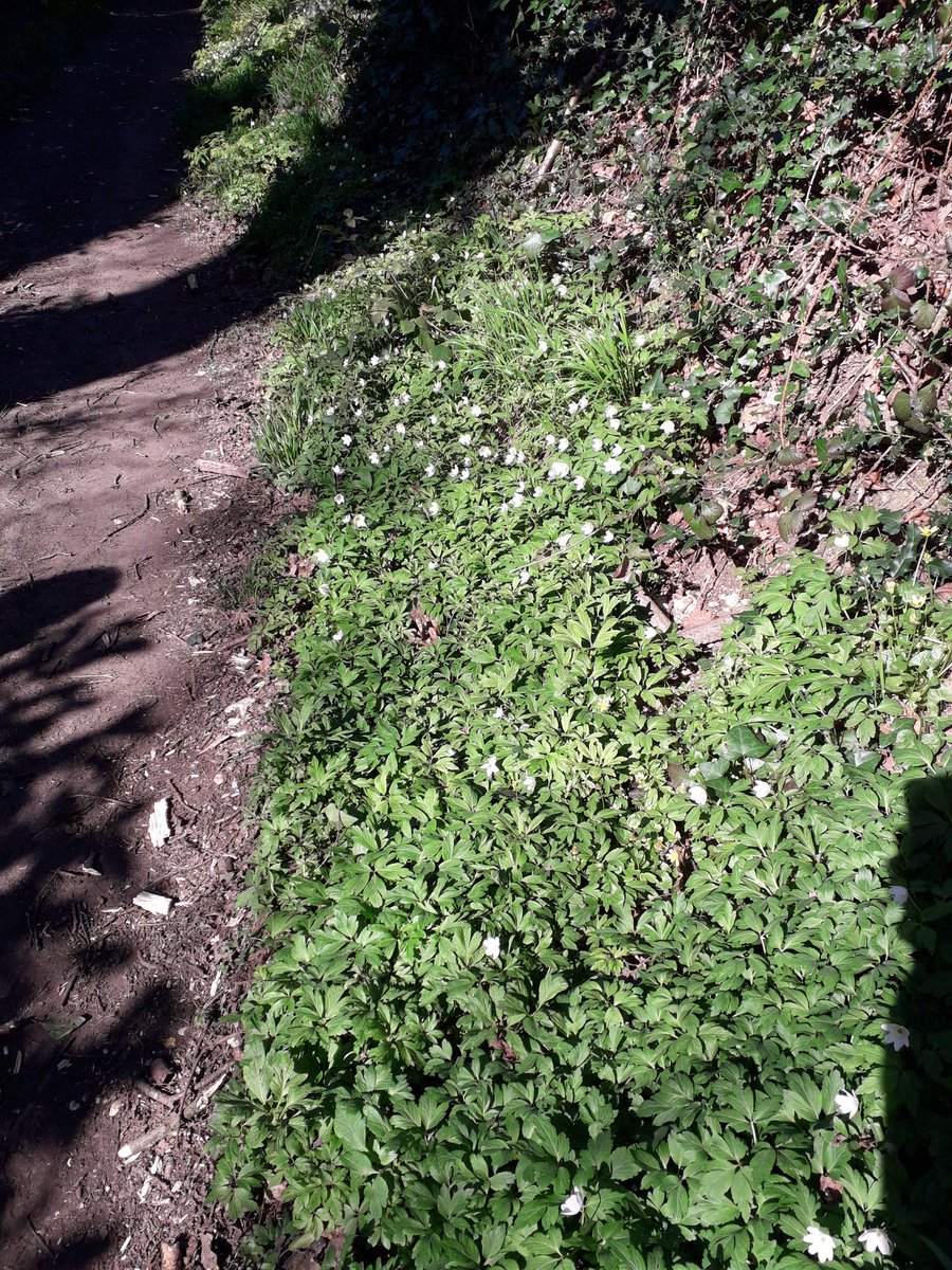 TimL_O's tweet photo. 300 metres from home #Chichester fields to the right, Wood Anenomes line the path also grown @TristramPlants https://t.co/NEj6yQVQNR