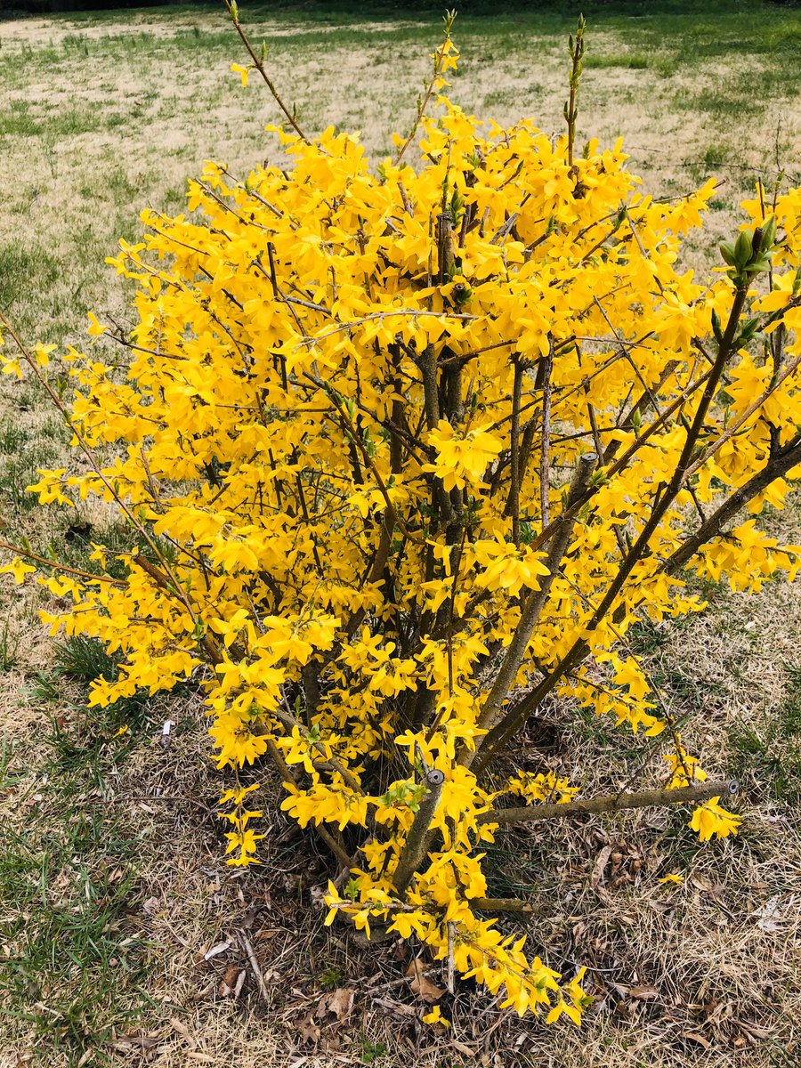 MikitaSMSHPE's tweet photo. Finding ways to get fresh air, find signs of spring while socially distancing #SMSTogetherAtHome #HPEatHome #PhysEd https://t.co/SK2oUvV1hu