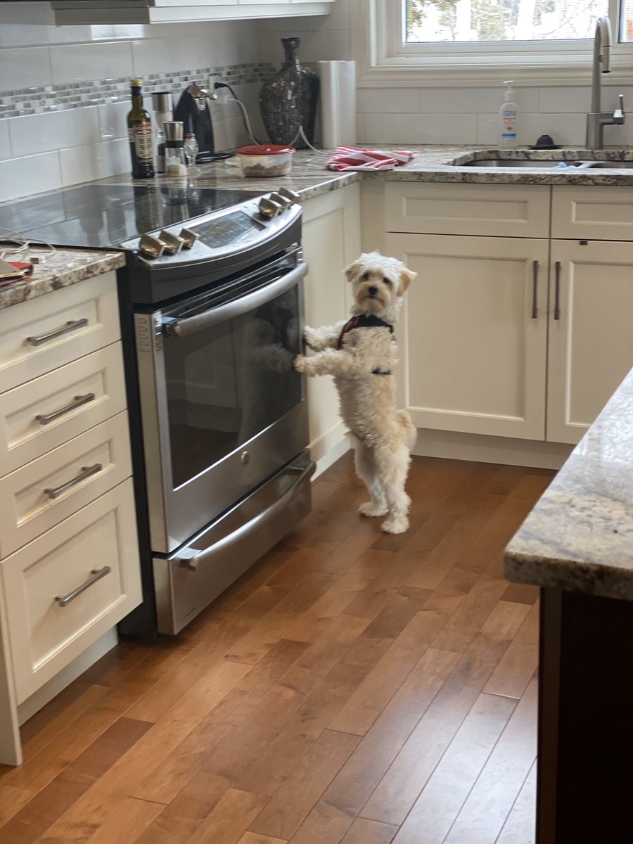tmoekepickering's tweet photo. Baking shortbread. Another “social isolation” recipe shared on FB. My puppy seems to think it’s for him. Oops. #TheLockdown #StayAtHome #CookingIsCaring https://t.co/COQQ2TEXom