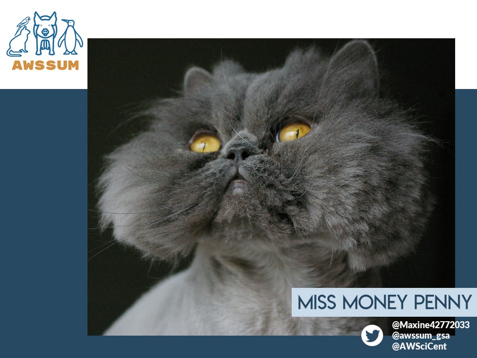 awssum_gsa's tweet photo. Miss Money Penny (Penny Puff) has taken the role of
@Maxine42772033's "lap warmer" and but makes sure that said lap is regularly kept alert with the skilful application of claws (and teeth where deemed necessary). #petsofAWSSUM #petsofunimelb #AusUniPetWars https://t.co/w8Z7VRPkCn