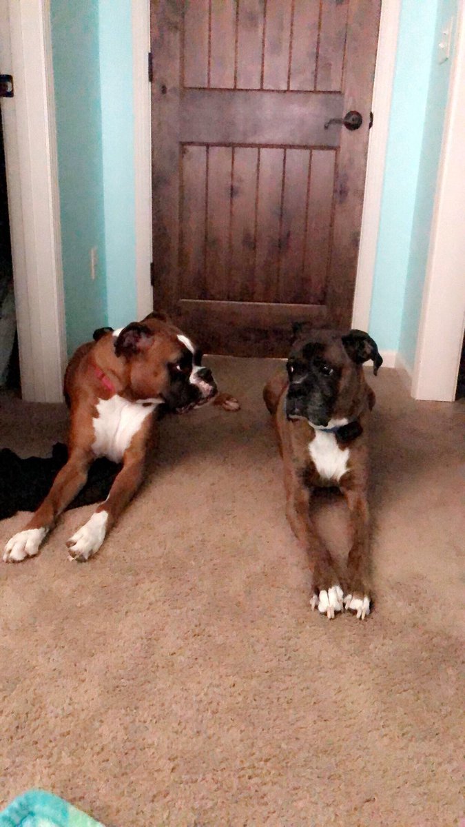 PerryTheBoxer's tweet image. My big brother and partner in crime, Bogey, passed over the rainbow ridge earlier this month. I miss you more than words can say, and I can’t wait until I see you again someday! Thanks for teaching me the ropes, rest easy my pal🌈🐾❤️