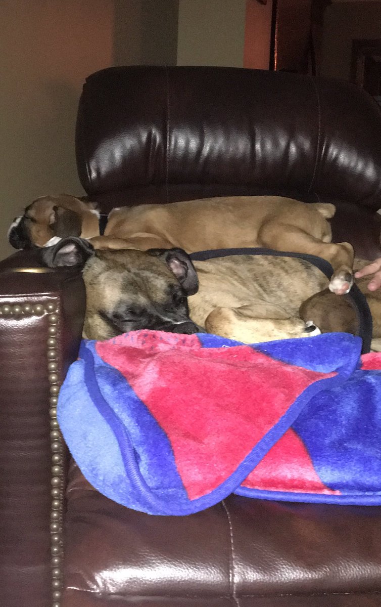 PerryTheBoxer's tweet image. My big brother and partner in crime, Bogey, passed over the rainbow ridge earlier this month. I miss you more than words can say, and I can’t wait until I see you again someday! Thanks for teaching me the ropes, rest easy my pal🌈🐾❤️