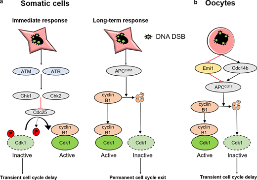 JCellBiol's tweet photo. Subramanian et al. @UQ_News identify a DNA damage response in oocytes that builds slowly following damage induction and is mediated by increased APC-Cdh1-mediated cyclin B1 proteolysis https://t.co/HGot4W9U5k https://t.co/778YMJkeWL