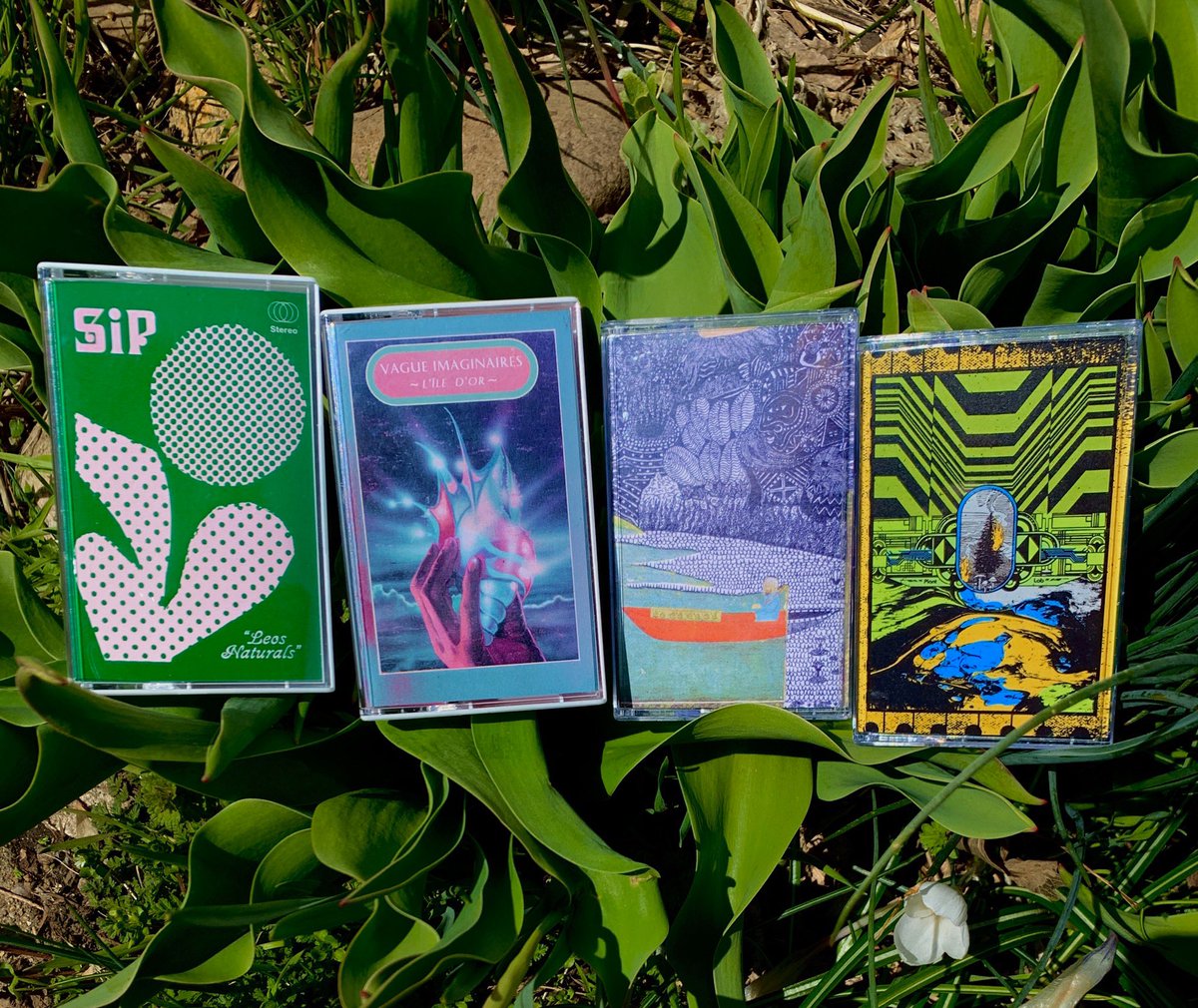 thesunlounge23's tweet photo. Four favorites of the year so far...a pair of cassettes each from #NotNotFun and #CrashSymbols.
✌️🌴❤️
• SiP - Leos Naturals
• Vague Imaginaires - L'Île D'or
• Spiritczualic Enhancement Center - Transporting Salt
• Plant Lab - Plant Lab https://t.co/3Ml2UM0DIt