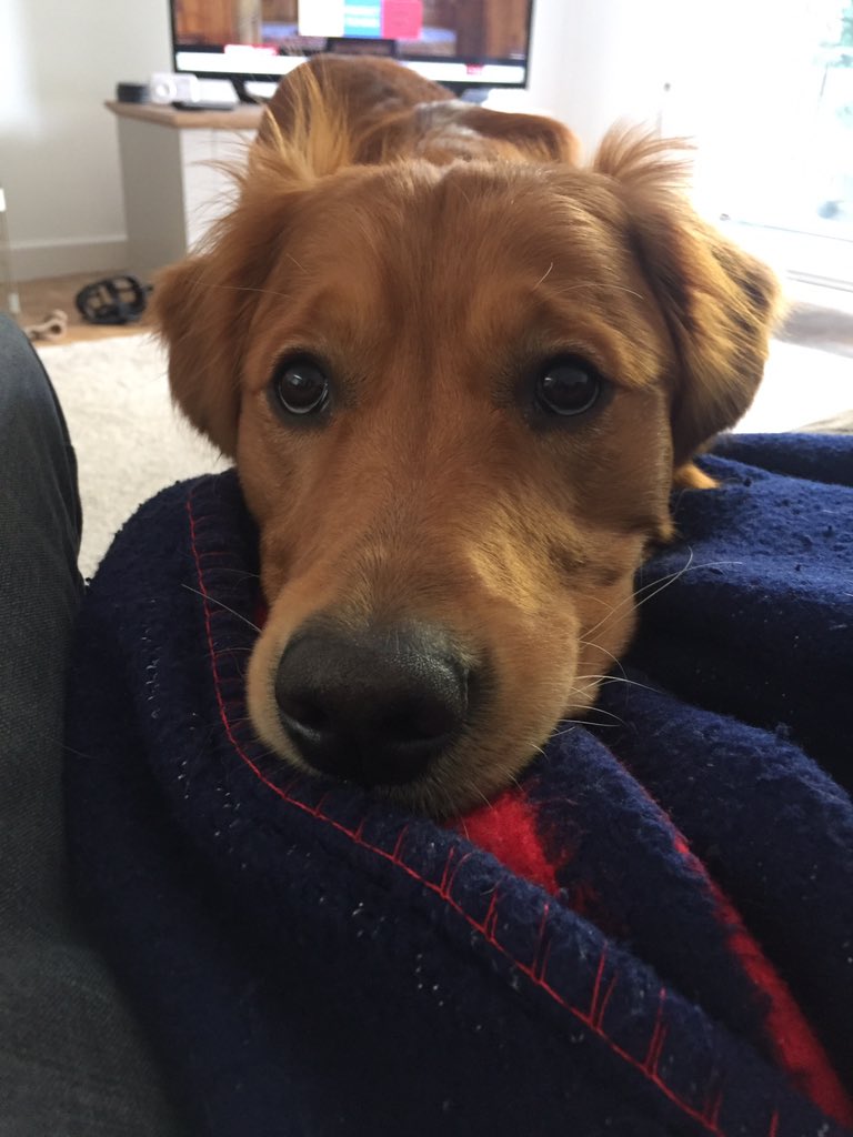 Le_ZINGPIN's tweet image. Realising the dog is the boss and he plays Jedi mind tricks  #IsolationFirstWorldProblems