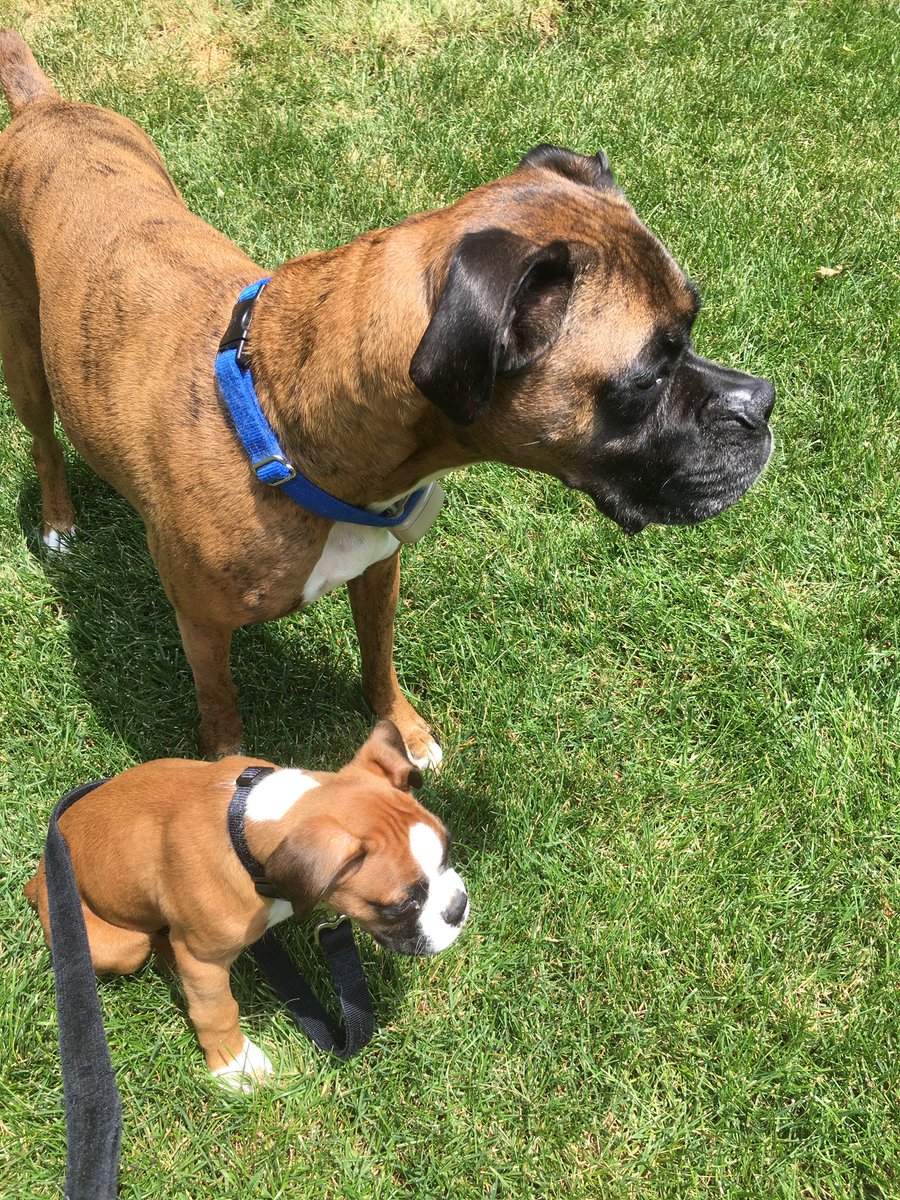 PerryTheBoxer's tweet image. My big brother and partner in crime, Bogey, passed over the rainbow ridge earlier this month. I miss you more than words can say, and I can’t wait until I see you again someday! Thanks for teaching me the ropes, rest easy my pal🌈🐾❤️