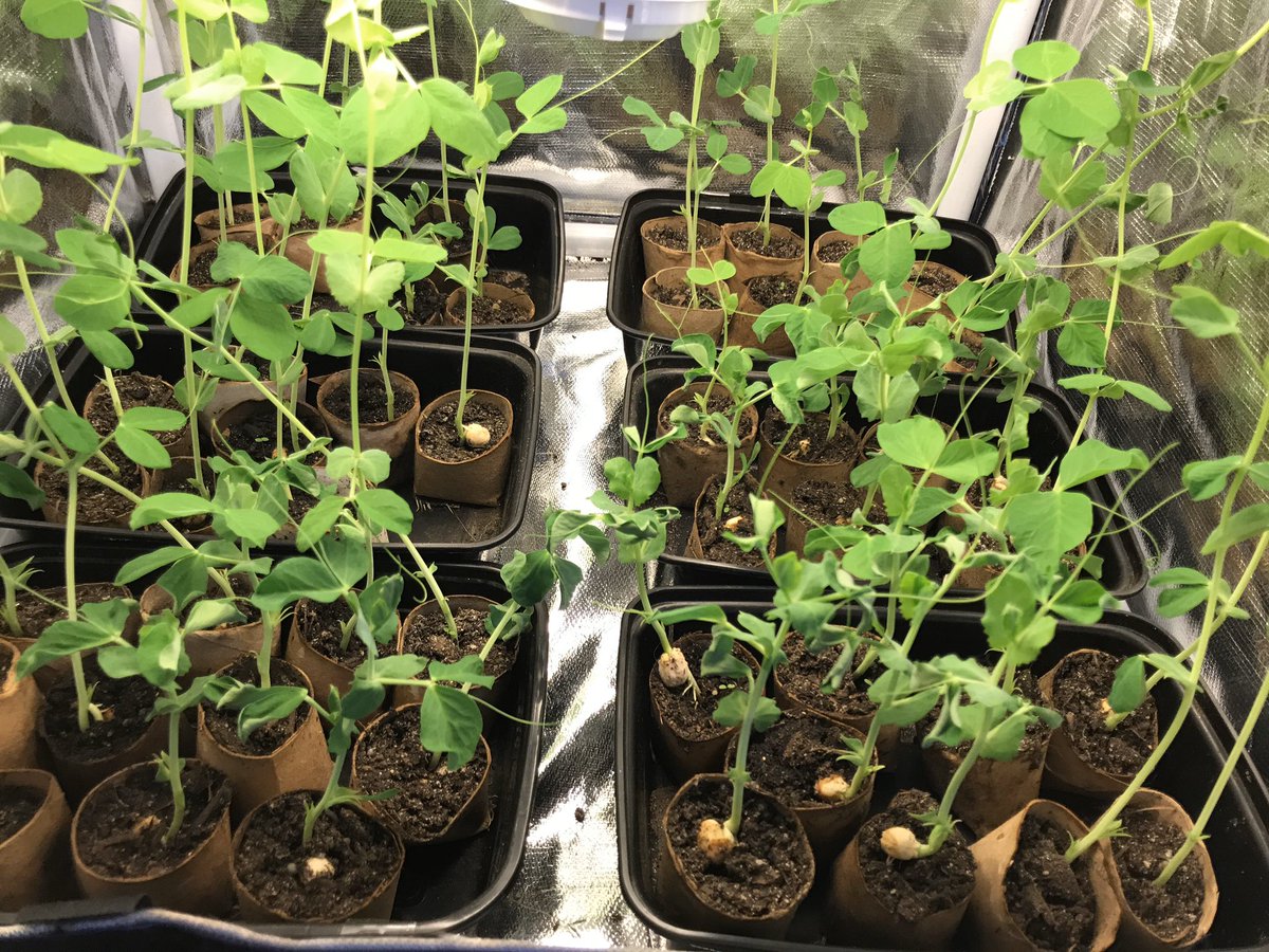 Sharing happy “snap pea” news!  Our Outdoor Classroom plantings have been thriving at the windowsills of our amazing parent volunteers. Special thanks to Sara Sellitti and the Springhurst classes who helped make this happen 👏🌈🥬☀️