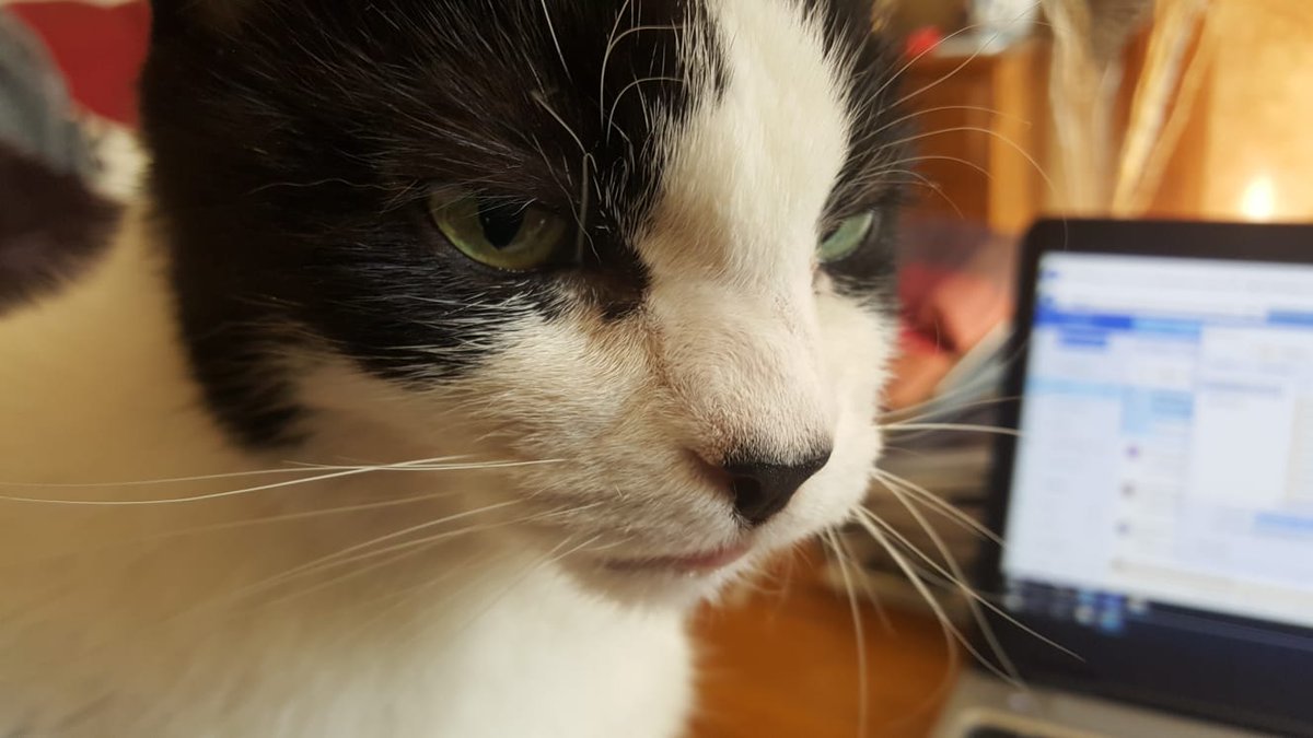 mrtimmt's tweet photo. I'm not sure she's happy I'm home https://t.co/G8PB3QI3mH