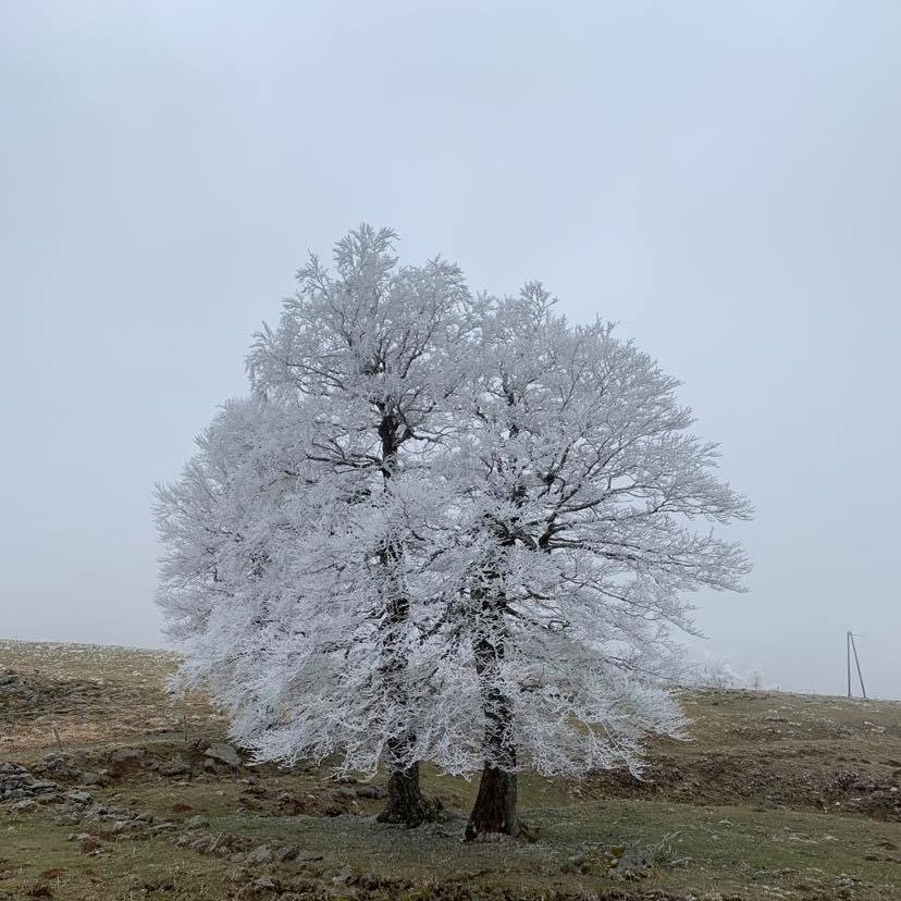 PlantesO's tweet photo. Beauté sauvage et givrée dans l'Hérault #arbre #nature https://t.co/IUTYoRinde