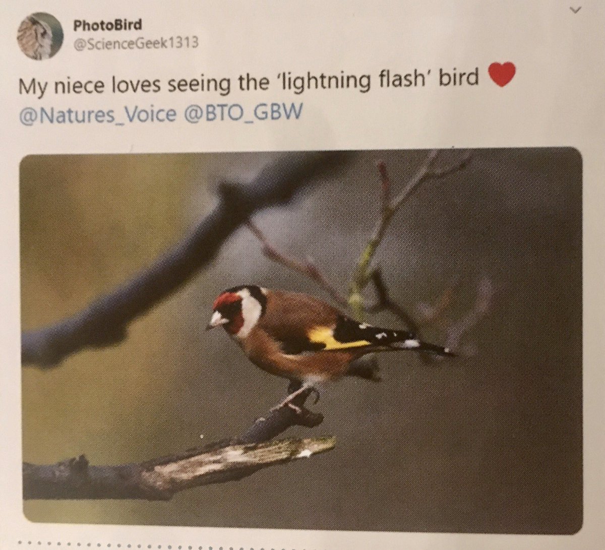 ScienceGeek1313's tweet image. Love my quarterly read of #BirdTable magazine - added bonus this week when I saw my pic in it! @_BTO @BTO_GBW