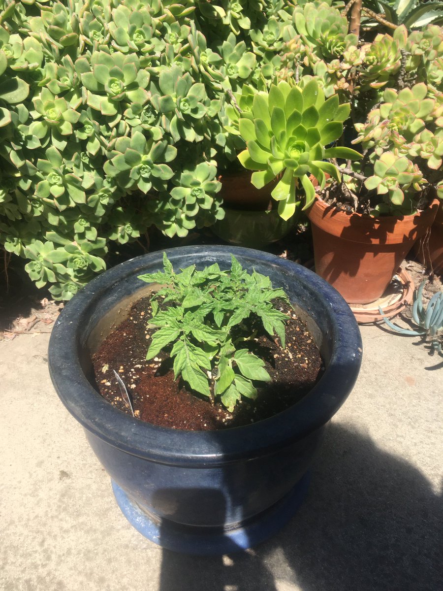 Went to the plant nursery 2 weeks ago, before CA was put on lockdown.Here’s some baby kale I started from seeds & some lettuce & tomatoes I bought/transplanted.Missing my nyc home, but thankful hubs & I have been in CA since Xmas.  @thespybrief