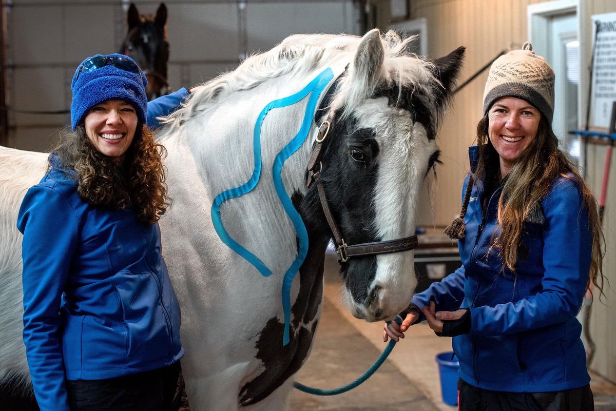Learn from home! Looking for a truly affordable therapeutic modality that delivers practical benefits you can learn yourself?  Go to equi-tape.com to enjoy special pricing on the online into course. Stay safe and enjoy learning! #horse #equinebodywork #equitape