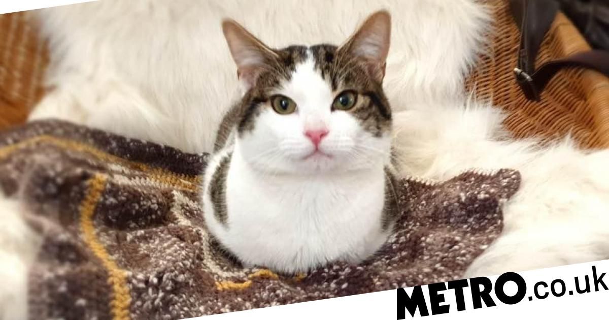 Letsknitmag's tweet photo. Why not use your time during social distancing to knit a cosy blanket for cats?
https://t.co/E09qRycMwL https://t.co/czv50fmkDY