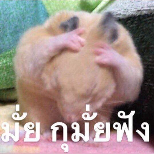 Funnymemeza's tweet photo. #มีม #มีมตลก #มีมหมา #มีมแมว #meme #memes #PLFunnymemes https://t.co/mSrdfmRSi6