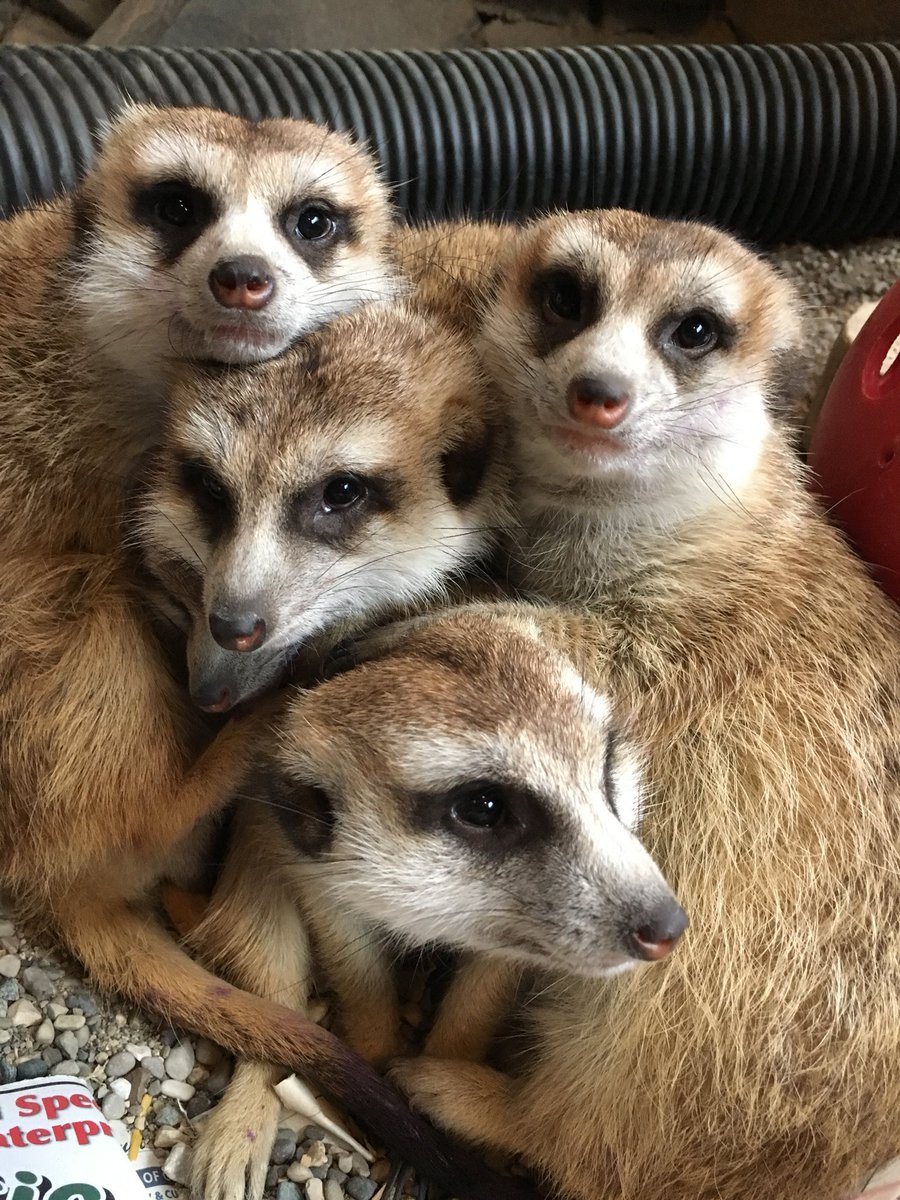Cincinnati Zoo tweet media