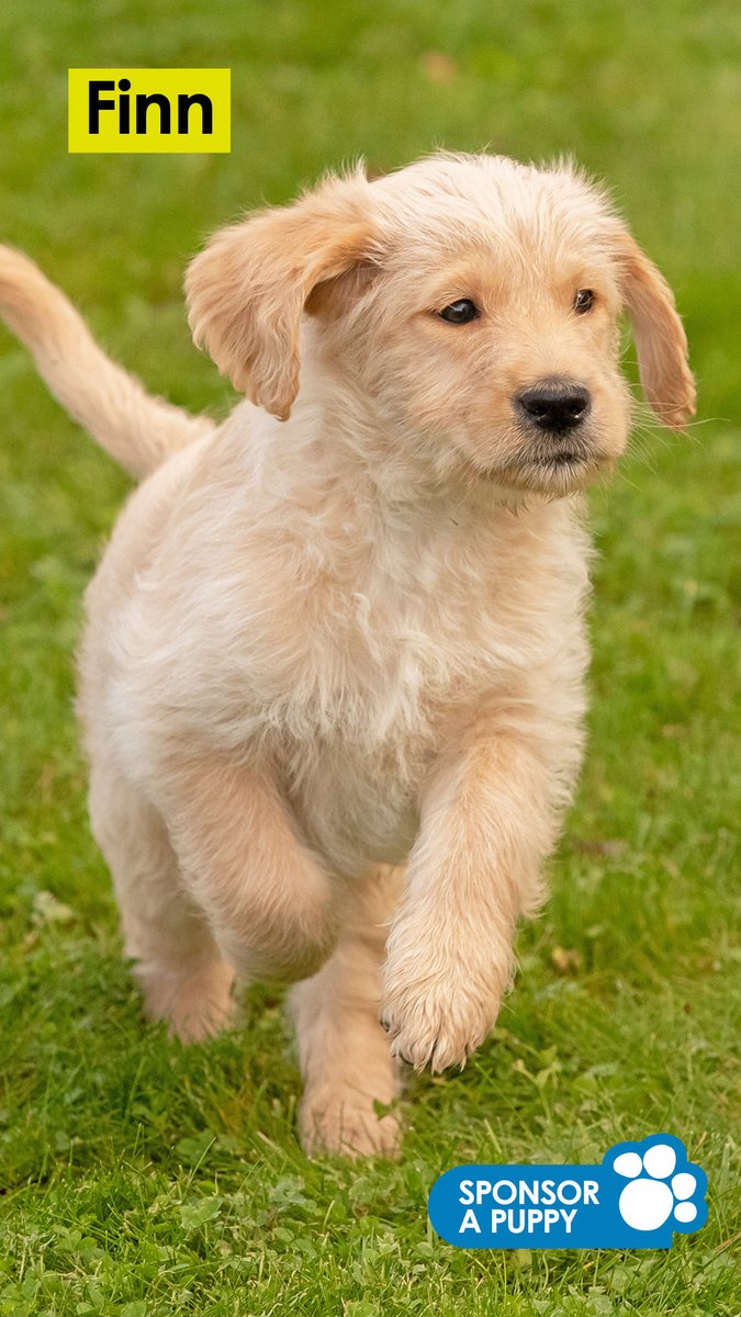 racheld75a's tweet photo. This is Finn.  I’ve sponsored him instead of buying Christmas presents. #moneywellspent #guidedog https://t.co/VXrGU1amki