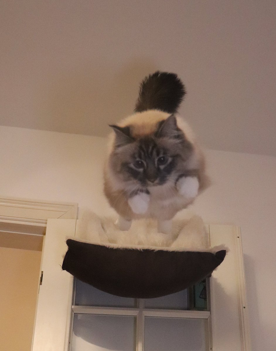 missenell's tweet photo. Incoming fluff 😍 #CatsOfTwitter https://t.co/FCylYThprj