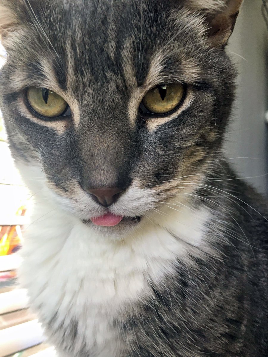 Firstdibs Twitter Search Twitter