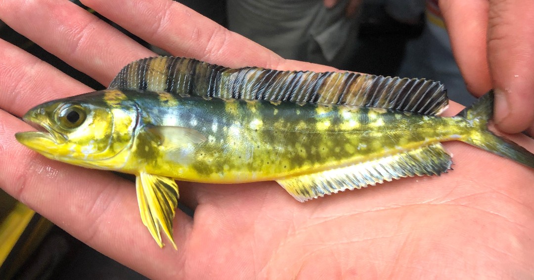Baby Mahi Mahi