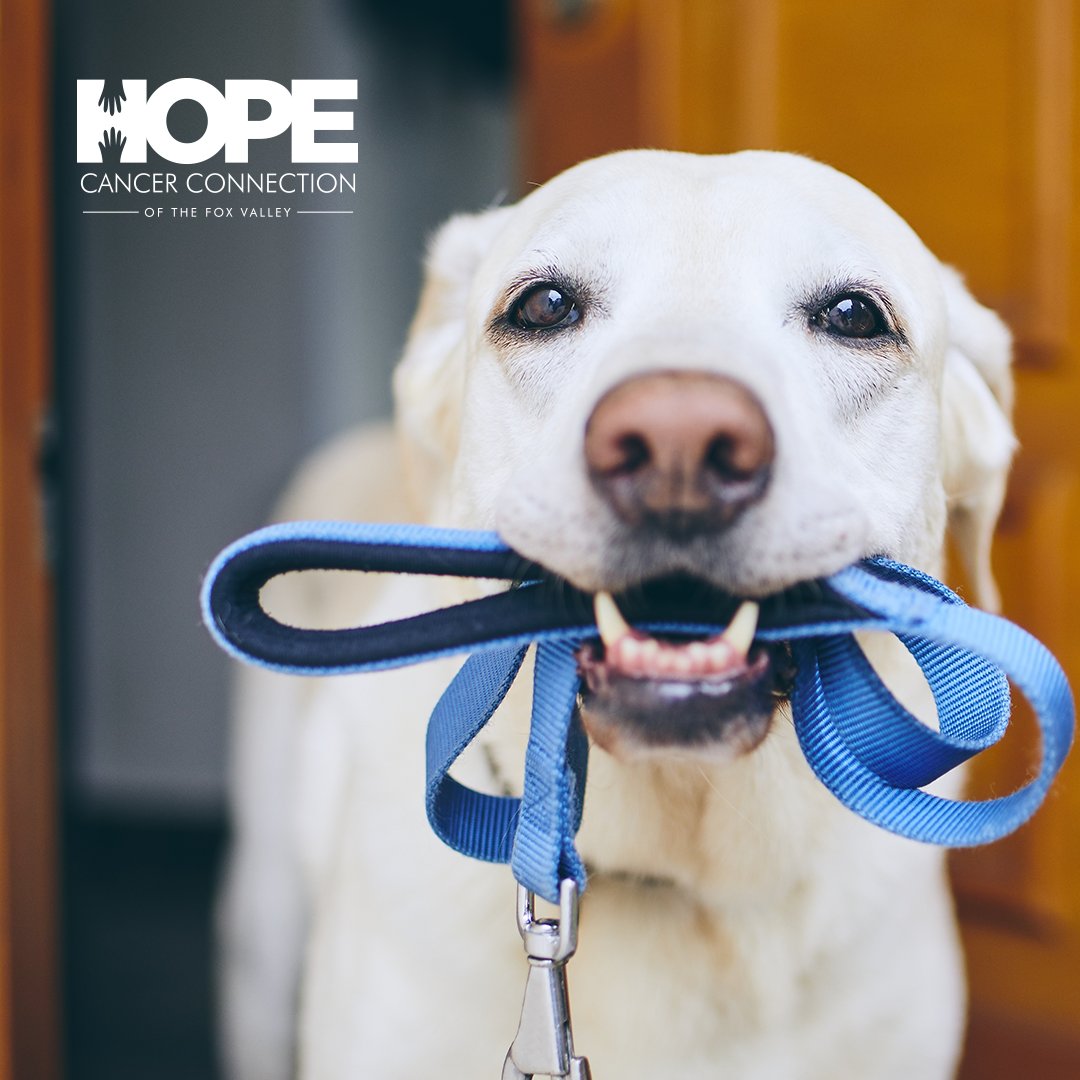 hopecancerWI's tweet photo. We can feel warm sunshine coming ... it's a great time to get out and walk. To help out a friend or family member going through treatment, offer to walk their dog. Read more ideas: https://t.co/kMu8ITsy8w https://t.co/7qycyn6tW7