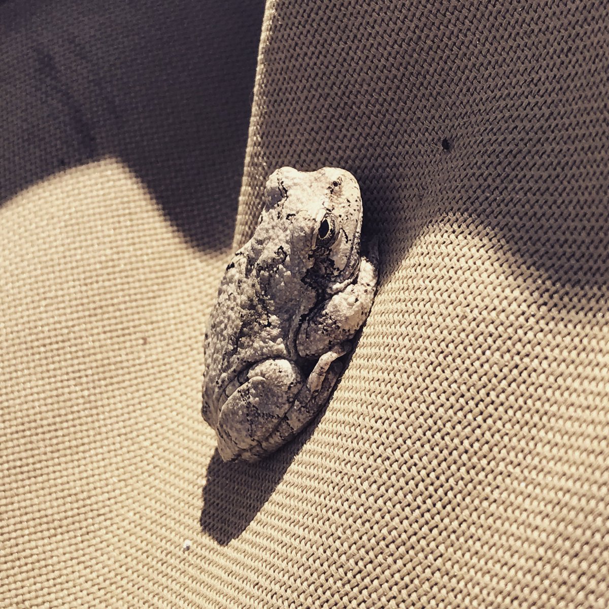 Look who we found today in the camp chair. A gray tree frog! He had even changed colors to blend in! #workingoutside #camouflage