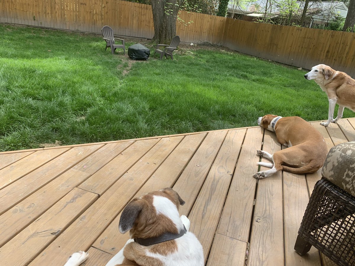 wheatmorechorus's tweet photo. How Downey does self-care. 🐶🐶🐶🌞#wheatmorechorus #chorusspiritweek https://t.co/XRuWwAcymN