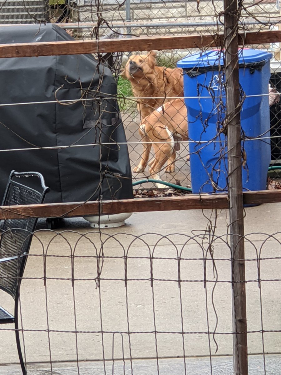 BevoStl's tweet photo. @stlcsb @hsmo @StrayRescue  please help. Nothing is being done for these poor animals 8 to 12 hours a day outside no shelter or food. https://t.co/DQbxRXhlUv