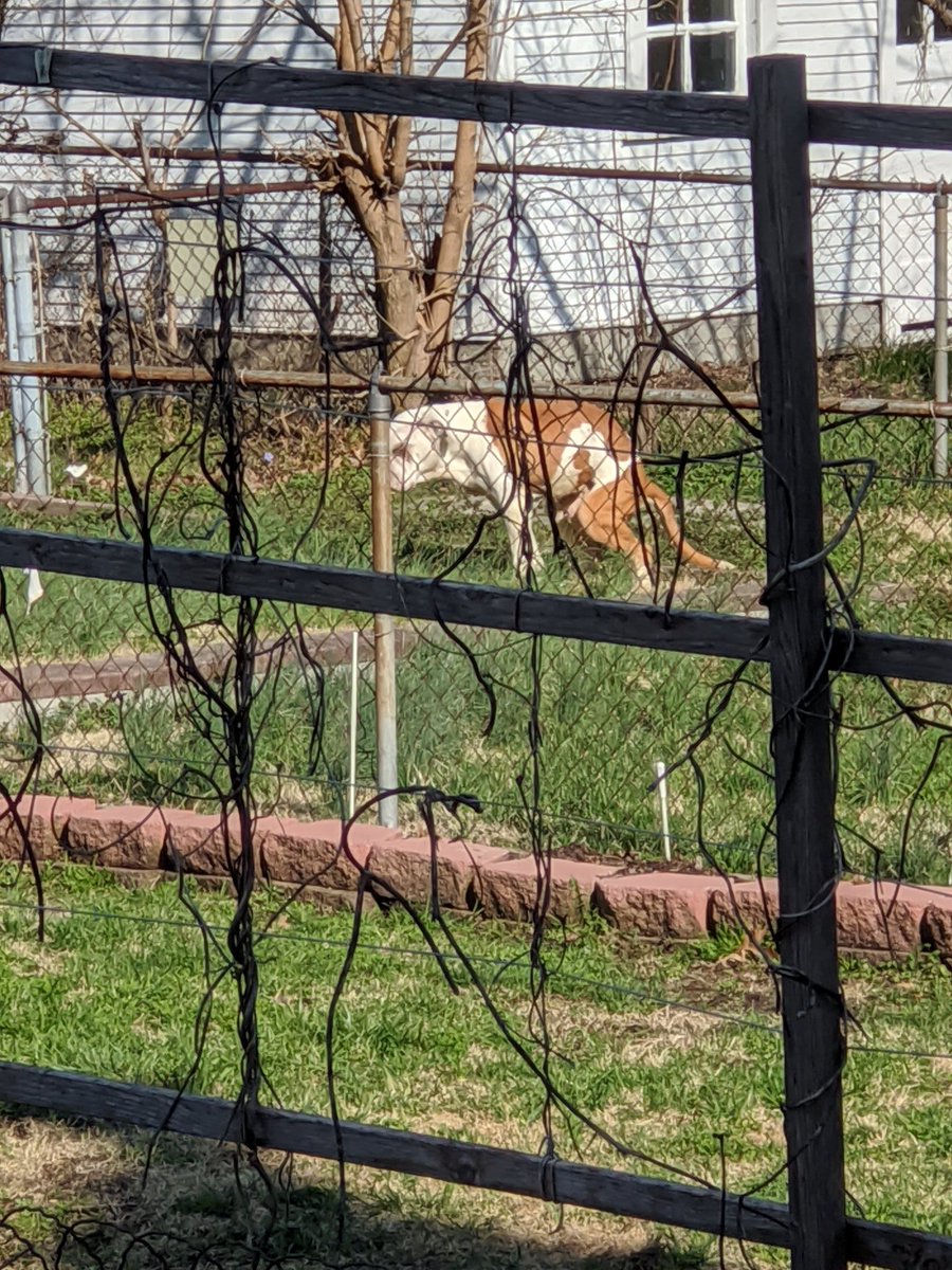 BevoStl's tweet photo. @stlcsb @hsmo @StrayRescue  please help. Nothing is being done for these poor animals 8 to 12 hours a day outside no shelter or food. https://t.co/DQbxRXhlUv