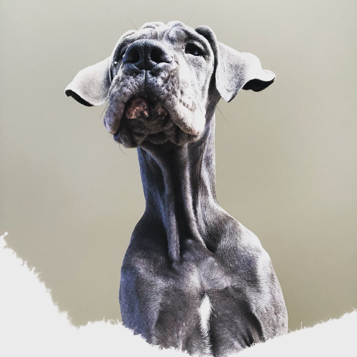 MorganMastiff's tweet photo. Mom said she sees 🐉. But Olive said 🐢. (📷: IG @georgetdane)
#puppylife #greatdane #puppyzits #zits #thestruggleisreal #firstworlddogproblems #greatdanepuppy #longneck #bluedane https://t.co/i2i3KkRFBI