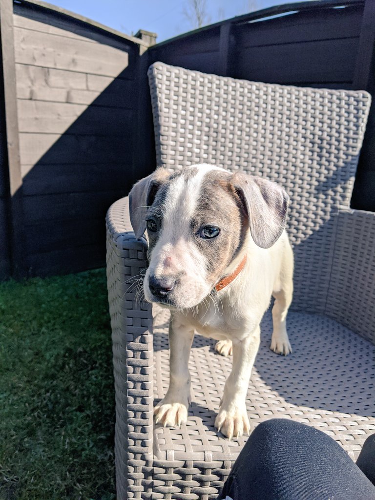 BethanyLDaly's tweet photo. Best idea we ever had was getting this little guy before lockdown 🐶 https://t.co/wuvqy0OQO3