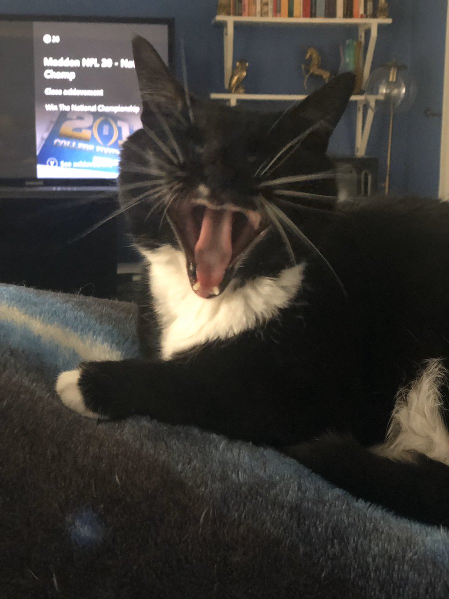 ZeekTheCat's tweet image. 