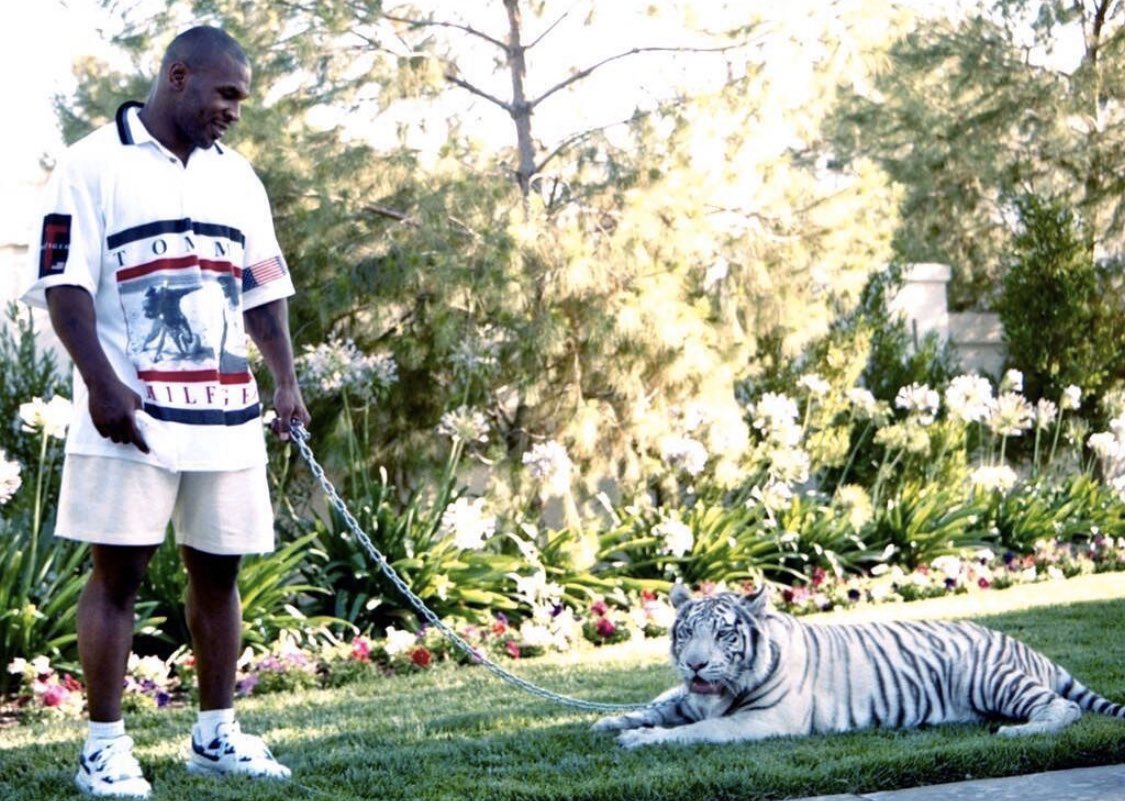 timelesssports_'s tweet photo. (1989) Mike Tyson and his tiger. 🐅 https://t.co/81ppL0spMC