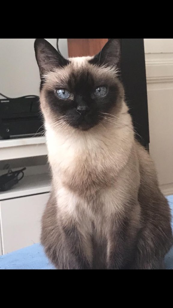 Kızım Mişka bugün Bahçeşehir Eston Şehir 1. Mahallede kayboldu. Mesajımı yaygınlaştırmama yardım eder misiniz? Buluruz böylece kızımı umarım.