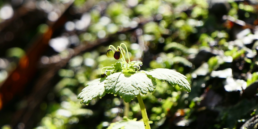 アズマシロカネソウ