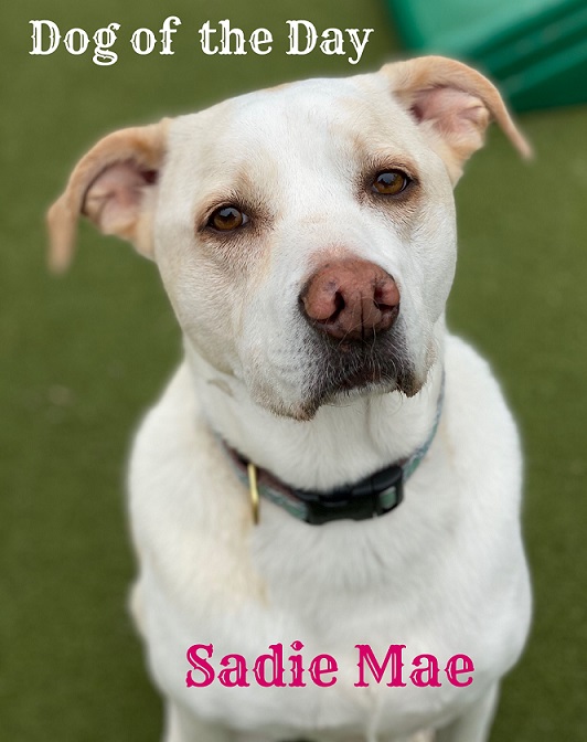 MySecondHomePet's tweet photo. Our Dog of the Day is Sadie Mae!!!  She is an awesome girl whom we always love to see in daycare. She has the sweetest demeanor and gets along with all of her friends.....both canine and human!!! Congratulations sweet girl, we love you!!! ❤️
#dogoftheday https://t.co/bAkok0HsNx