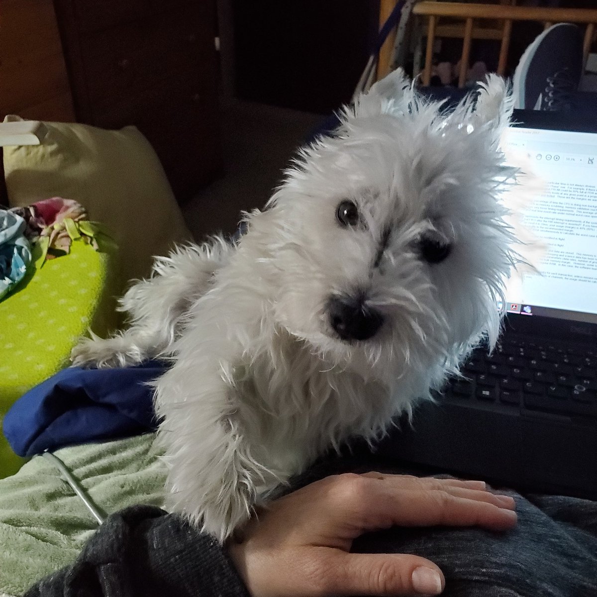 bmesarch's tweet photo. @SAICinc Teddy was 'helping' me today #coworkers #teleworking #WorkHardPetHard #covid19 #SAICfamily #NoMoreWorkPlease https://t.co/foWZrmEeWJ