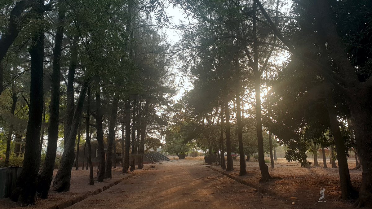 essnaps's tweet photo. #quarantine #lockdown #nature #NaturePhotography https://t.co/nd7e52OqFg