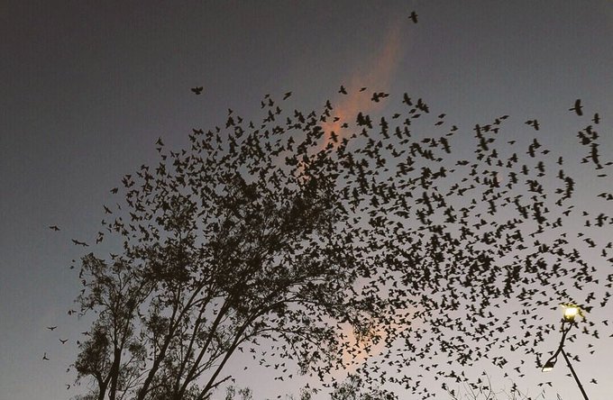 "Bir de kuşlar var hakim bey, herşeyin başı onlar.
Onlar ÖZGÜRLÜĞÜ koyuyor insanların kafasına" 

Meclis TahliyeDesin