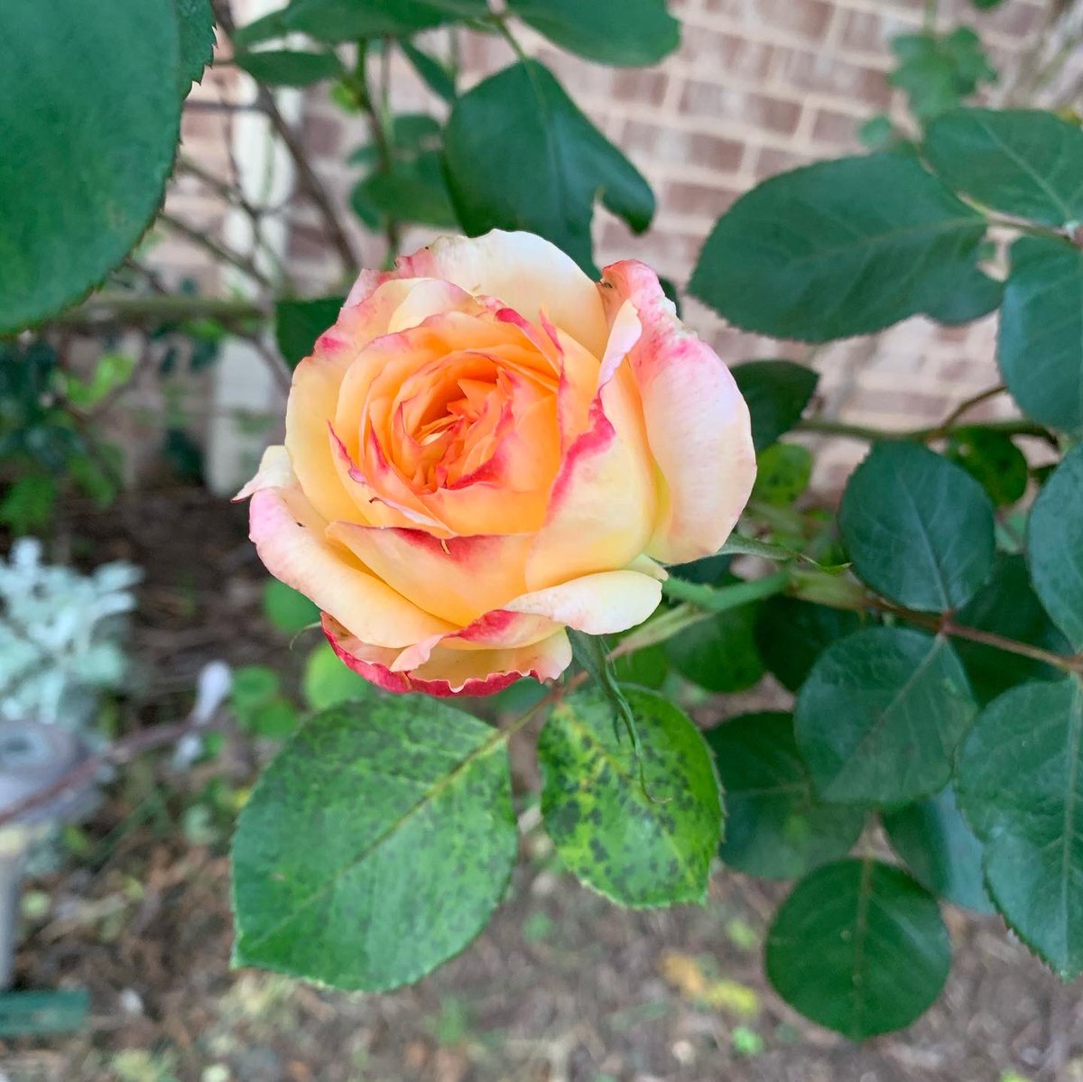4ElenKate3's tweet photo. A rose by any other name.... So thankful for the green thumbs in my neighborhood. They’re making walks much less lonely.
#elenkate #elenkatenature #boldbrilliantbeautiful #findingbeautiful https://t.co/5ESZ8mqDP8