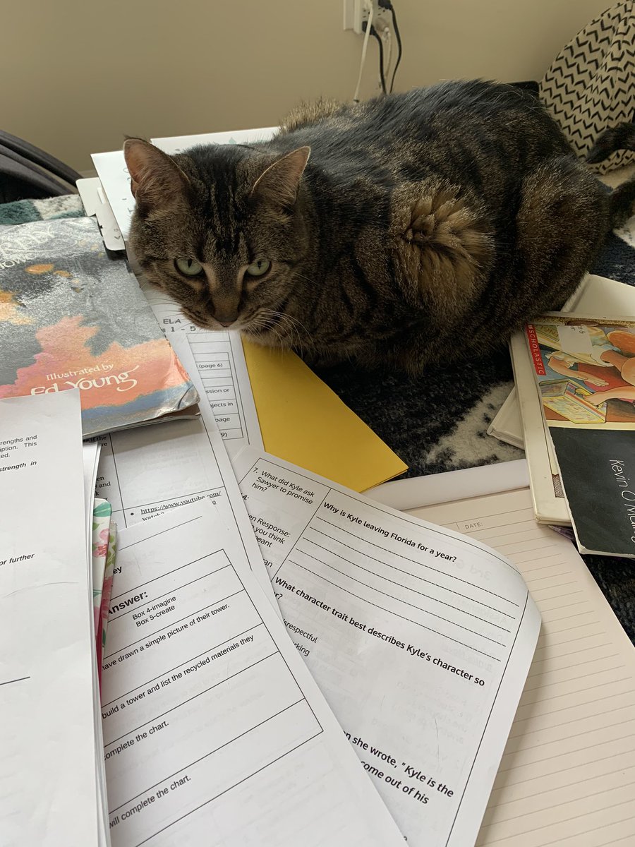 AJHvibes's tweet photo. What it looks like when @MissLadner and I do #RemoteLearning 
...
#cat #kitty @SouthD47 @CrystalLakeSD47 #WorkFromHome #teachers #learning #worktogether #helpinghand #helpingpaw https://t.co/SouG1ARRYQ