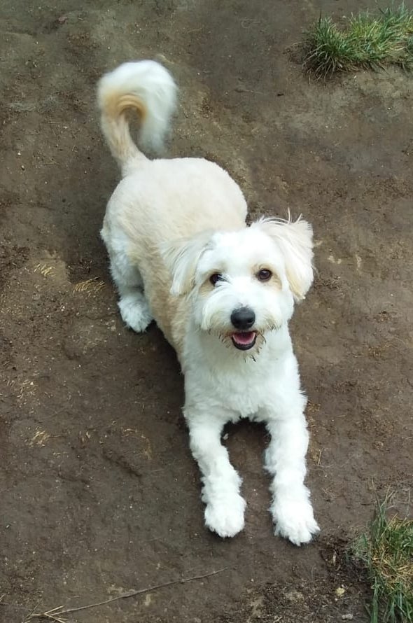 AnimalParaiso's tweet photo. Joven y muy linda perrita se encuentra en búsqueda de hogar adoptivo, está esterilizada y con veterinario al día.

Interesados favor contactar al teléfono +56947850729.

Disponibilidad de adopción para Quilpué, Viña del Mar u otras comunas cercanas. https://t.co/nMJpfzNpVf