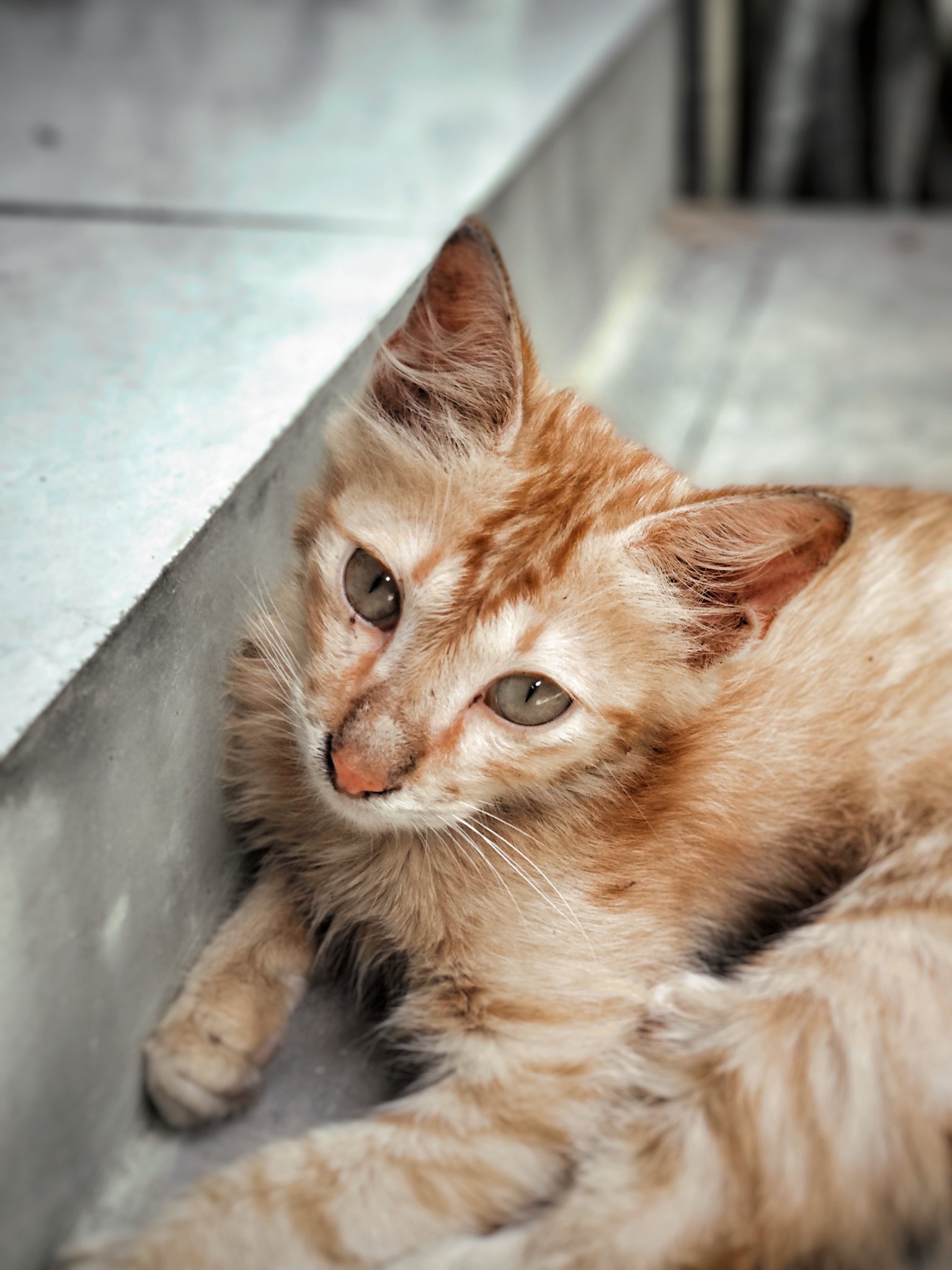 Warih Aji Pamungkas Na Twitteru Kucing Oren Fakboi Kampung Potorono Tetap Ganteng Meskipun Hobi Berantem Sama Kucing Kampung Sebelah Ini Tadi Minta Tolong Difotoin Buat Profil Tinder Https T Co W1gfexvi92