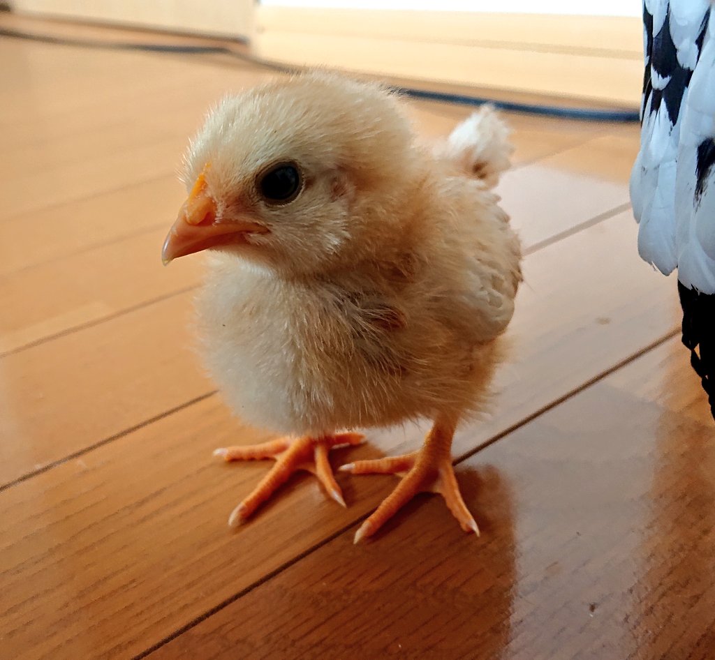 とく 可愛いですね うちも脱ひよこ体はほとんど生えかわりつつありますが 顔は まだひよこのままです とく 可愛いですね うちも脱ひよこ体はほとんど生えかわりつつありますが 顔は まだひよこのままです