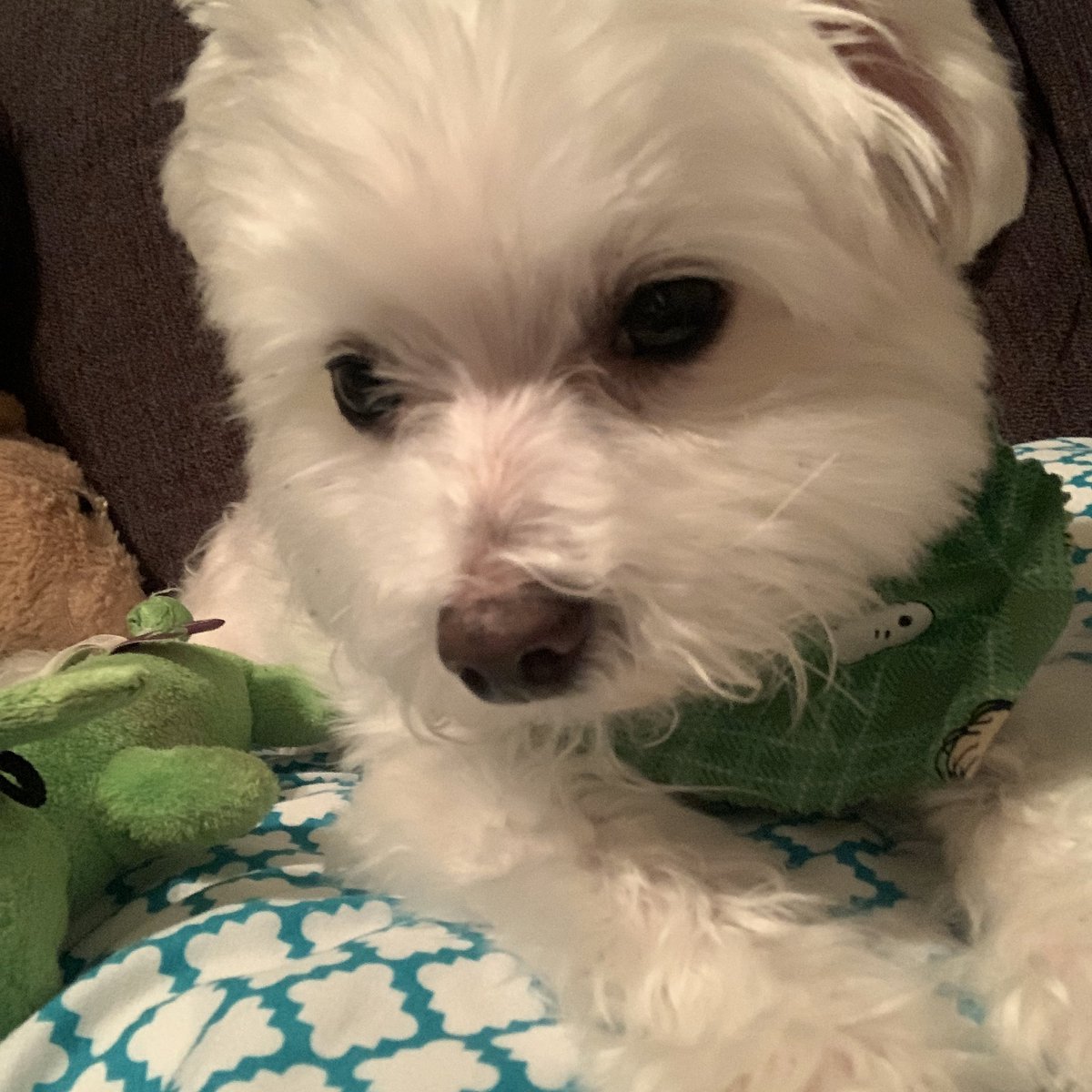 MrsHackworth2nd's tweet photo. Google is all snuggled up and ready for his 7-9 hours of sleep tonight! So is his mom! Ready for another day of eLearning tomorrow. 😴 #VaughnSelfCare @VaughnElemFISD https://t.co/epw2P6MB4a