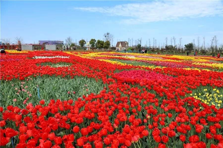 LNVShanghai's tweet photo. There are some beautiful pictures from #DafengFlowerHollandPark tulip festival.@AgriBeijing @VerheyWouter @Cydia59 https://t.co/GAL28MHIPv
